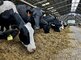 Aeróbna stabilita krmív: Kľúč k udržaniu úžitkovosti v letných horúčavách