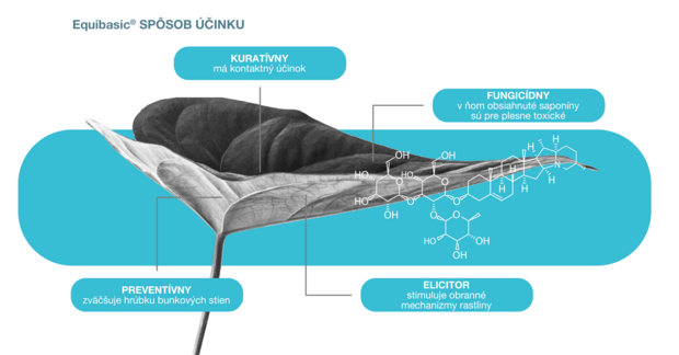 Ako EQUIBASIC® pôsobí – účinné mechanizmy
