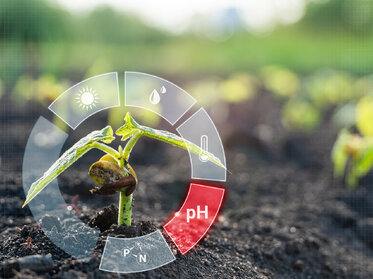 Ako pH pôdy ovplyvňuje rastliny?