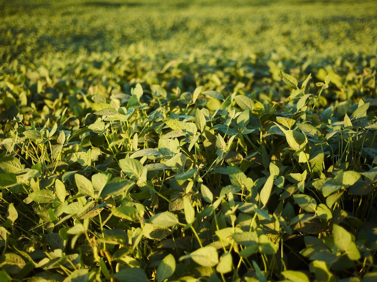 Aplikácia mikrogranulátov pri výseve plodín