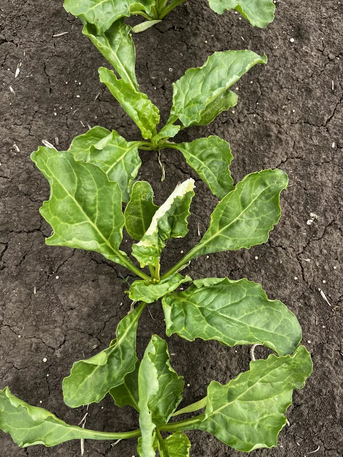 Biostimulátor a listové hnojivo pre cukrovú repu na podporu rastu a výnosu