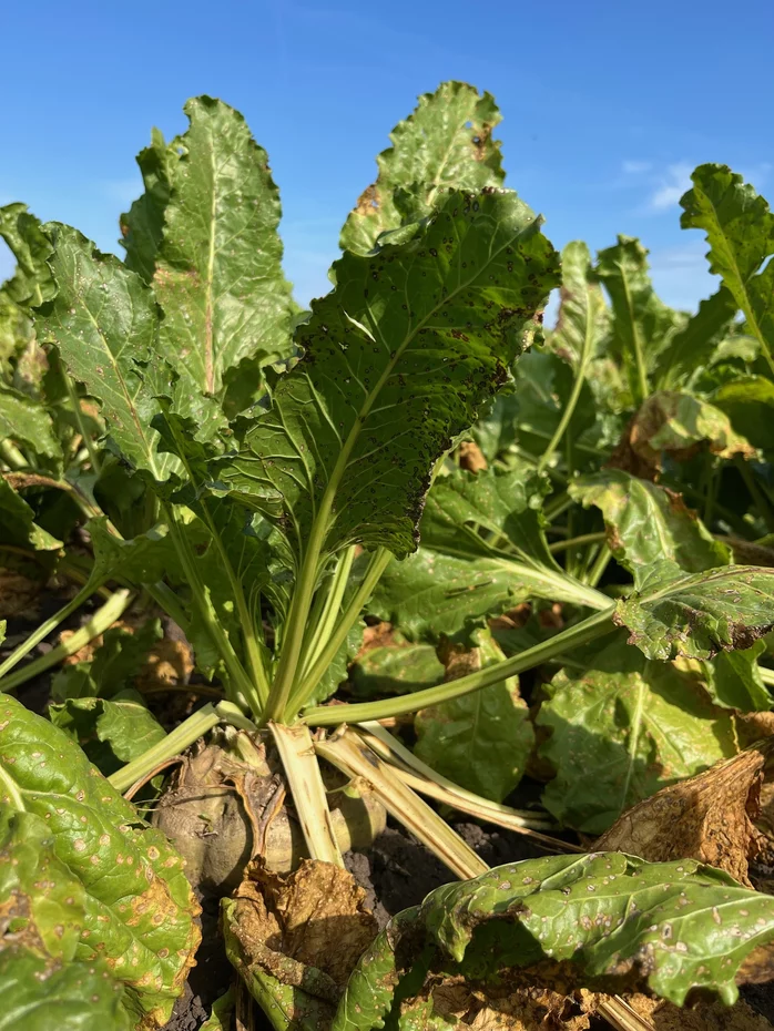 Cukrová repa napadnutá cerkosporiózou po ošetrení fungicídom Cukrová repa napadnutá cerkosporiózou po ošetrení fungicídom
