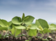 Delfan Plus – rýchla a účinná stimulácia rastlín so silným protistresovým účinkom