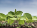 Delfan Plus – rýchla a účinná stimulácia rastlín so silným protistresovým účinkom