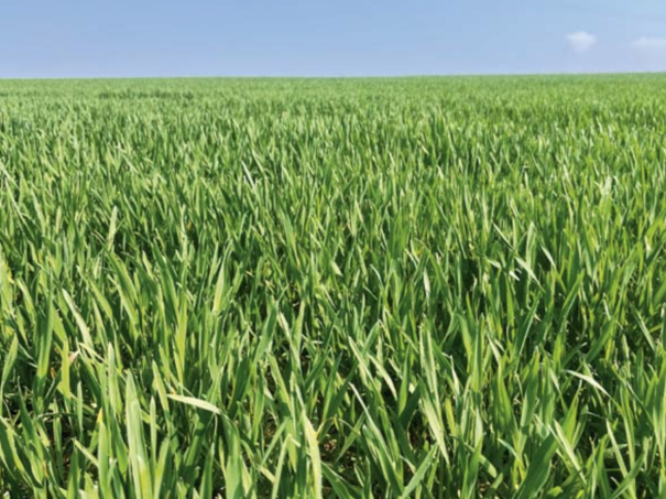 foliárna výživa obilnín mangán