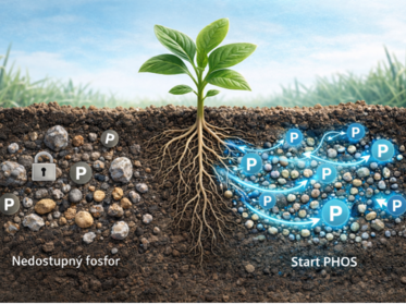 Fosfor na správnom mieste: prečo mikrogranulát funguje?