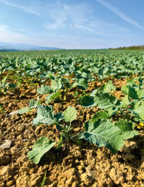 Jesenná výživa repky – strategická listová výživa