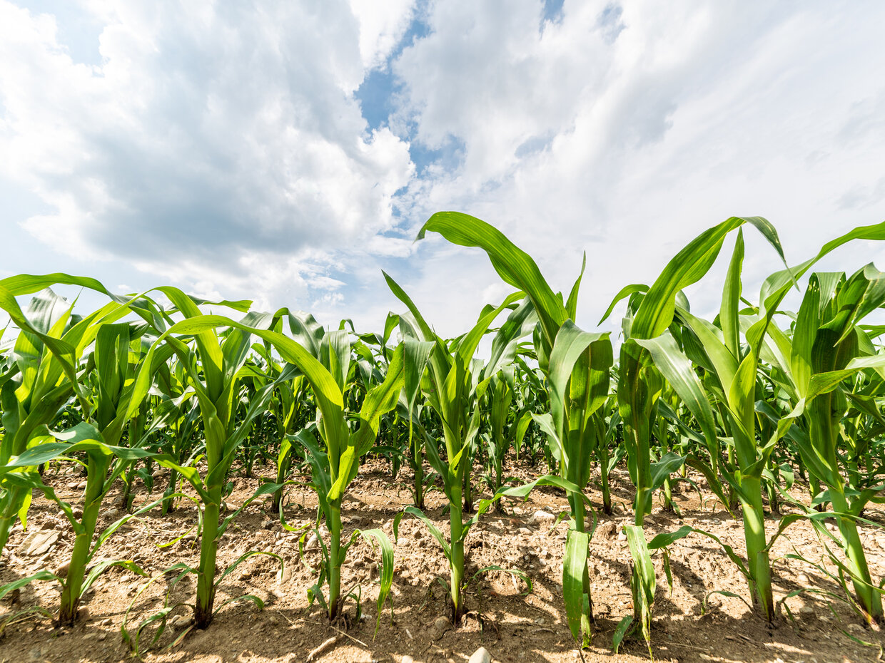 Koreňový systém rastlín s podporou mikrogranulátov Best STARTER MAXIMUM C+ a Start PHOS 11-51+1% Zn