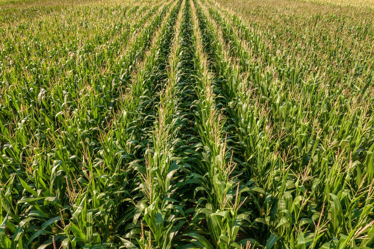 Kukurica - Aplikovaný zinok zvyšuje životaschopnosť peľu aj pri vyšších teplotách a má tak pozitívy vplyv na tvorbu zrna.