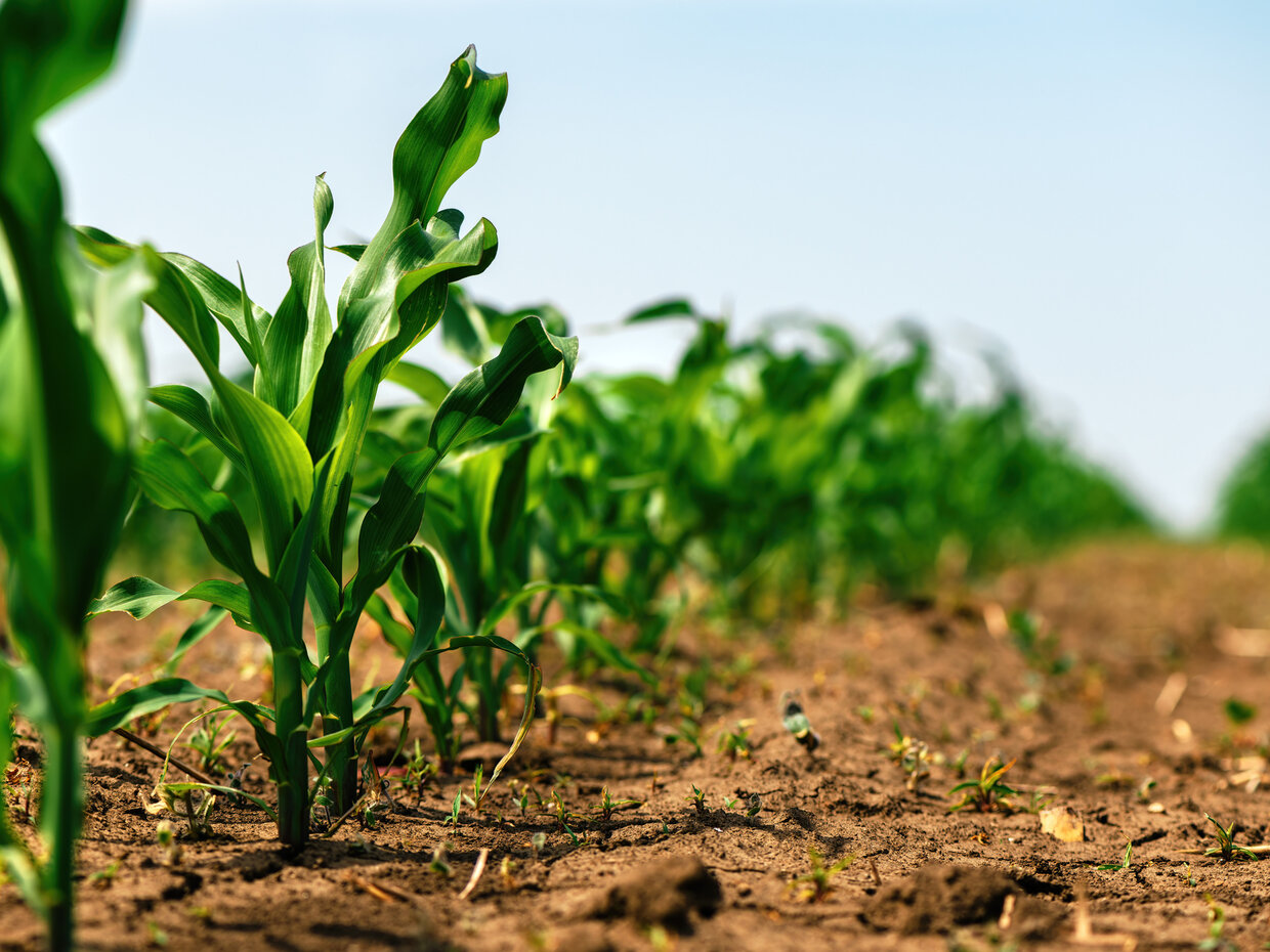Kukurica - Zinok odporúčame aplikovať od fázy 4-6 listov do fázy 8-10 listov buď samostatne alebo v kombinácií s herbicídnym ošetrením. Aplikácia zinočnatých hnojív je najvhodnejšia v tomto štádiu porastu.