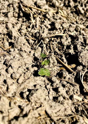 listová výživa repky