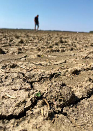 listová výživa repky