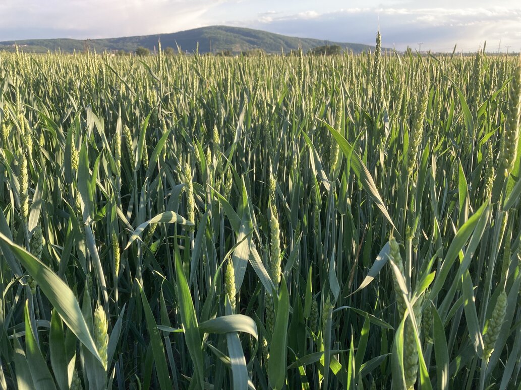 Listy obilnín po aplikácii mikroelementov