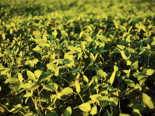 mangán hnojenie sóji