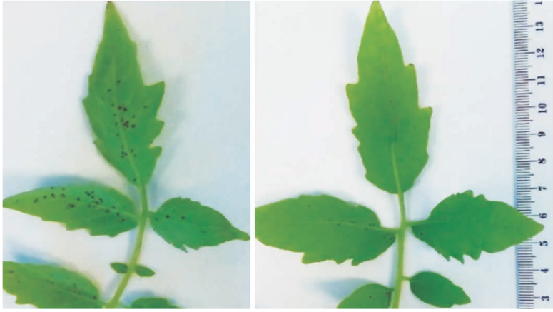 Mechanizmus účinku hnojiva COBRE®