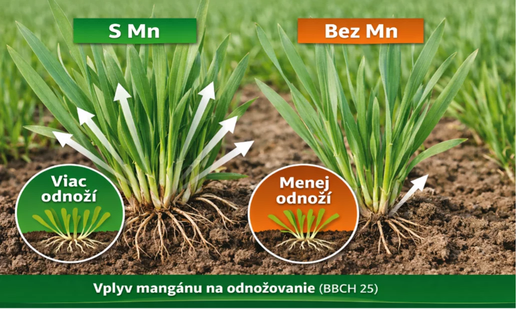Odnožovanie obilnín Odnožovanie obilnín