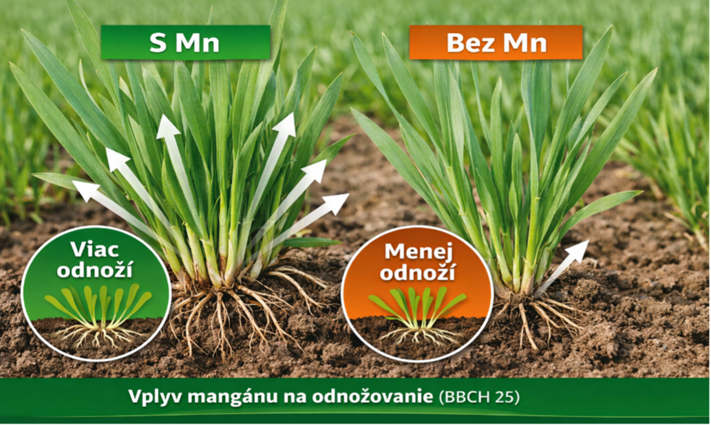 Odnožovanie obilnín