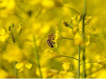 Opelenie ako riaditeľný výnosotvorný faktor v repke, slnečnici a pohánke