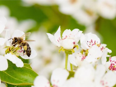 Opelenie ako rozhodujúci fyziologický faktor výnosu a kvality v ovocinárstve