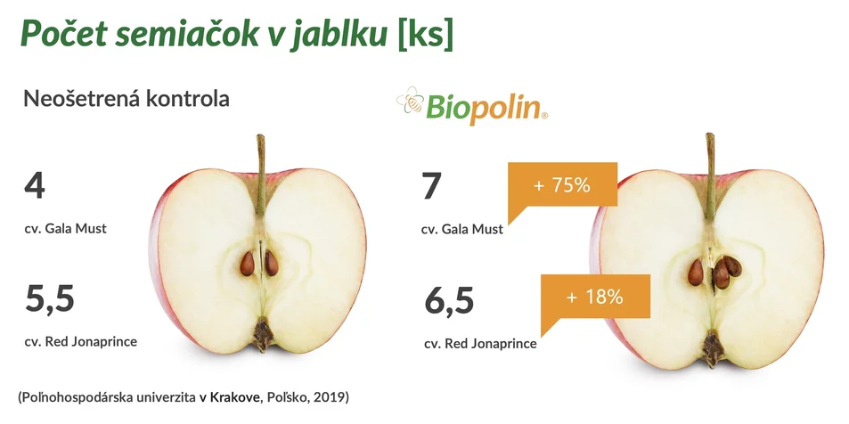 rovnomerne vyvinuté plody po kvalitnom opelení rovnomerne vyvinuté plody po kvalitnom opelení
