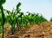 Rýchla a cielená výživa kukurice v jej kritických fázach vývinu