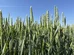TOP Grain v obilninách: listová výživa v období nalievania zrna
