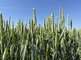 TOP Grain v obilninách: listová výživa v období nalievania zrna