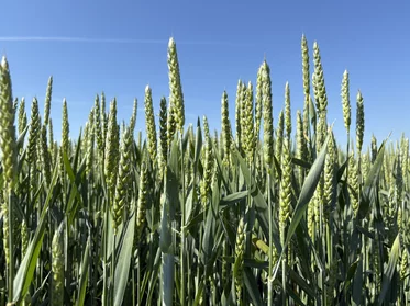 TOP Grain v obilninách: listová výživa v období nalievania zrna TOP Grain v obilninách: listová výživa v období nalievania zrna