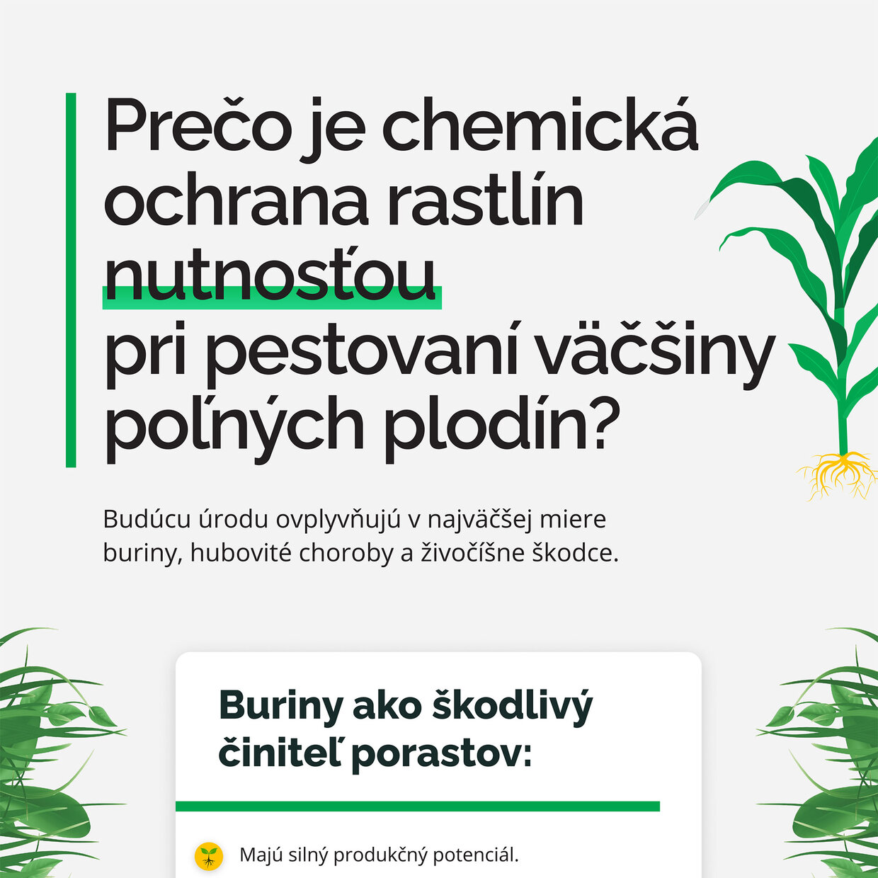 výživa a ochrana rastlín bez chemikálií v modernom poľnohospodárstve