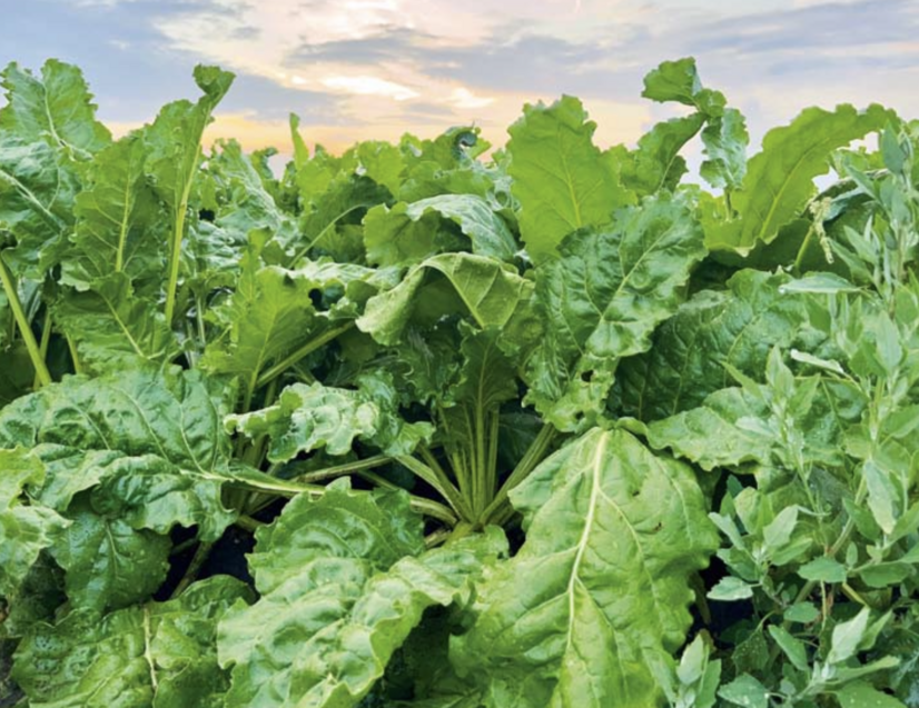 význam mangánu pre rastliny repy